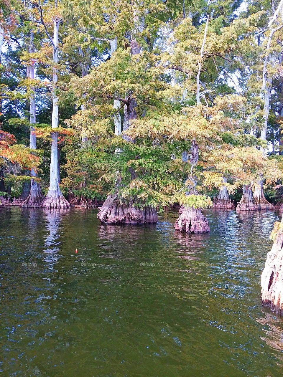 Reelfoot Lake Cypress Trees