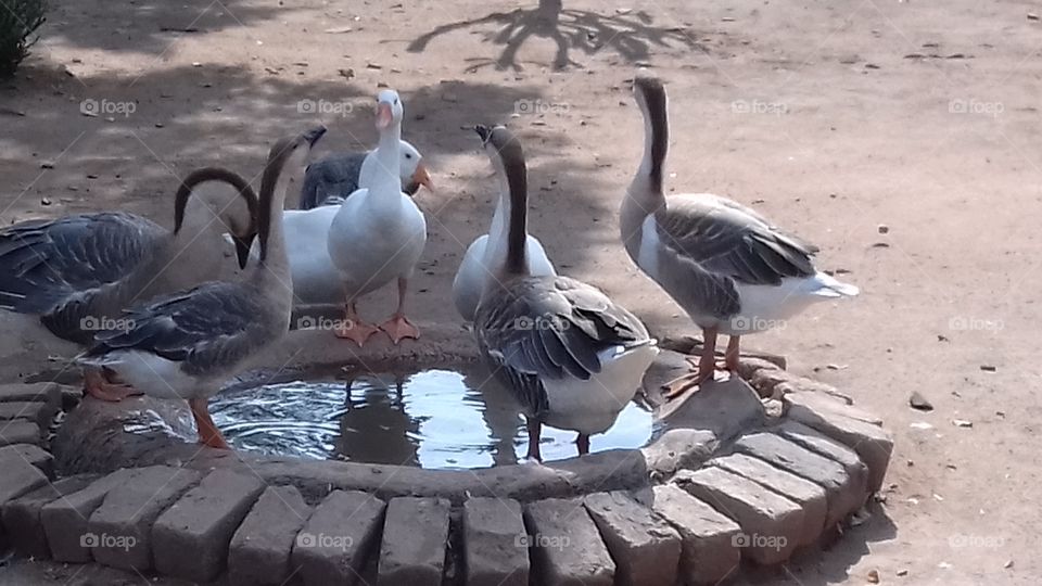 Duck Birds, water