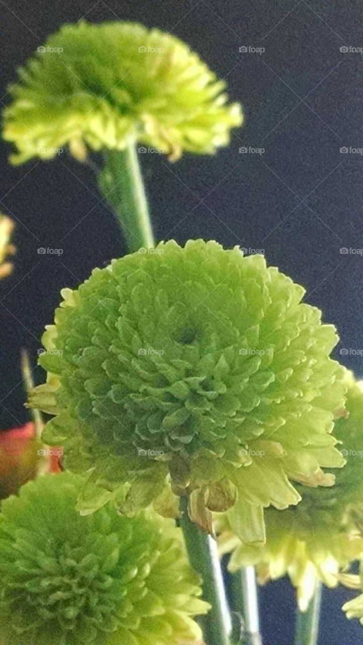 close-up of a very small green flower in the dark with flash