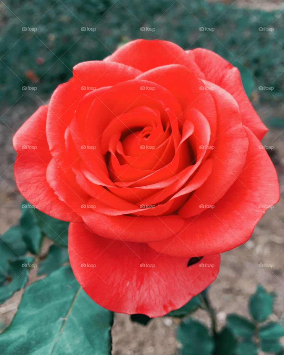 🌺Fim de #cooper!
Suado, cansado e feliz, alongando e curtindo a beleza das #flores. E essa linda rosa?
🏁
#corrida #treino #flor #flower #flowers #pétalas #pétala #jardim #jardinagem #garden #flora #run #running #esporte #alongamento 