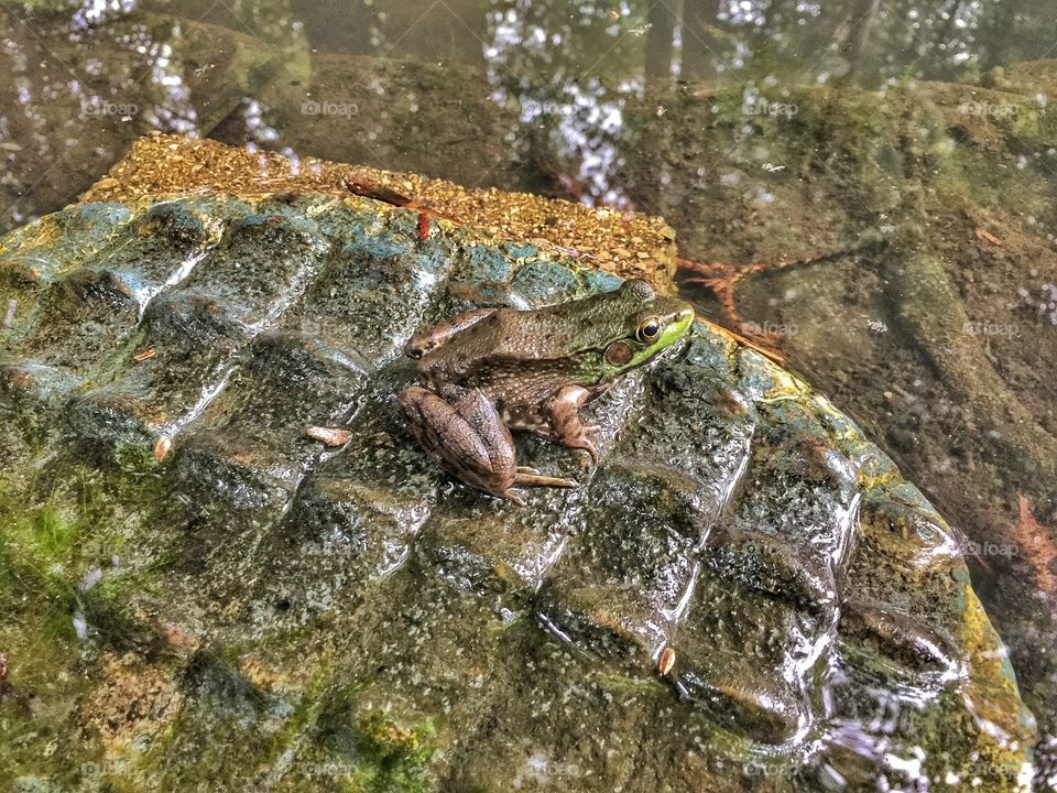 Cute little frog in the pond . Ribbit