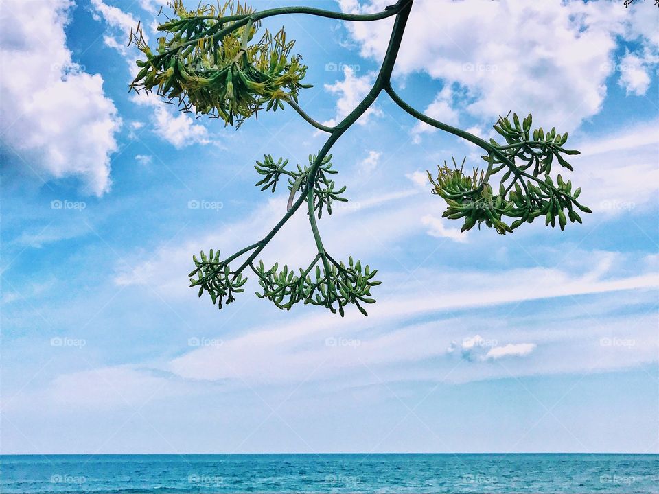 Coastal Agave