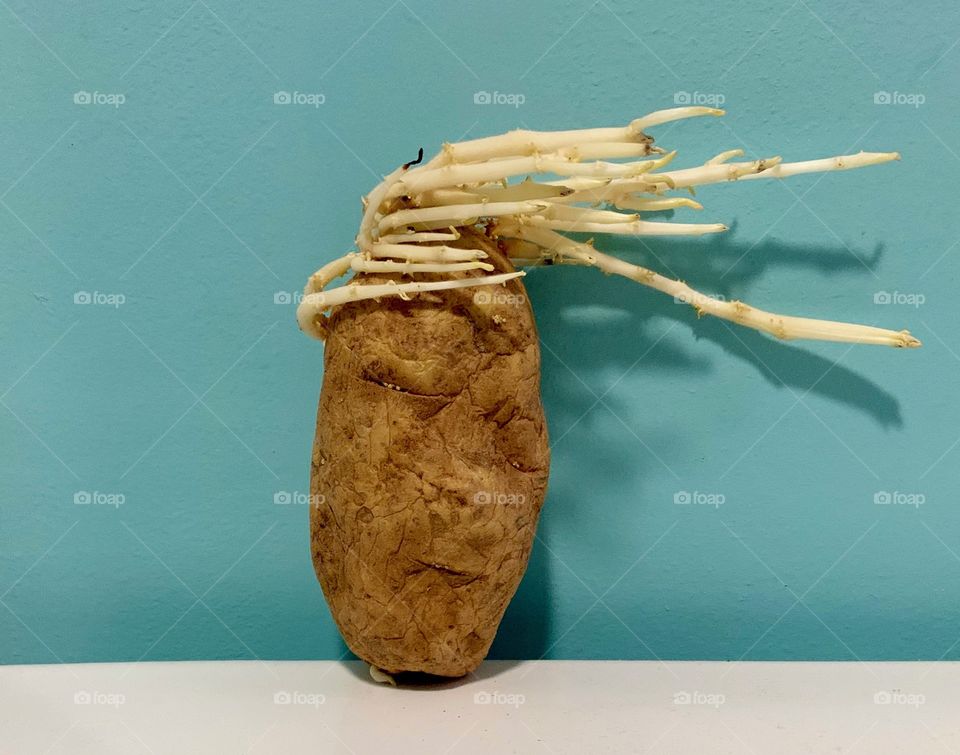 The real life Mr. potato head
