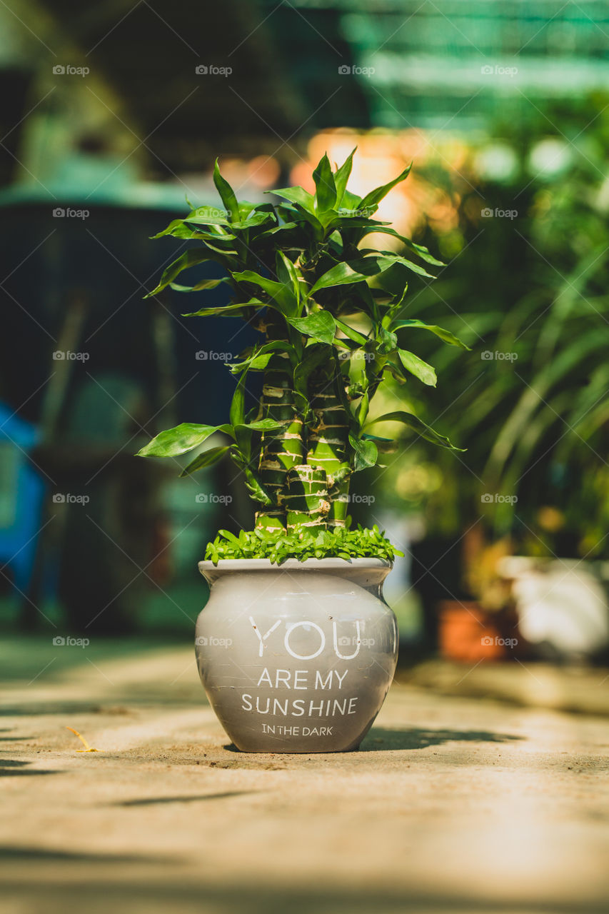 bamboo grows in a pot.
