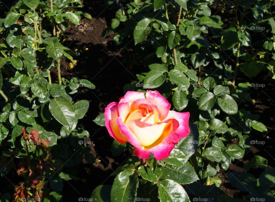 Single rose on plant