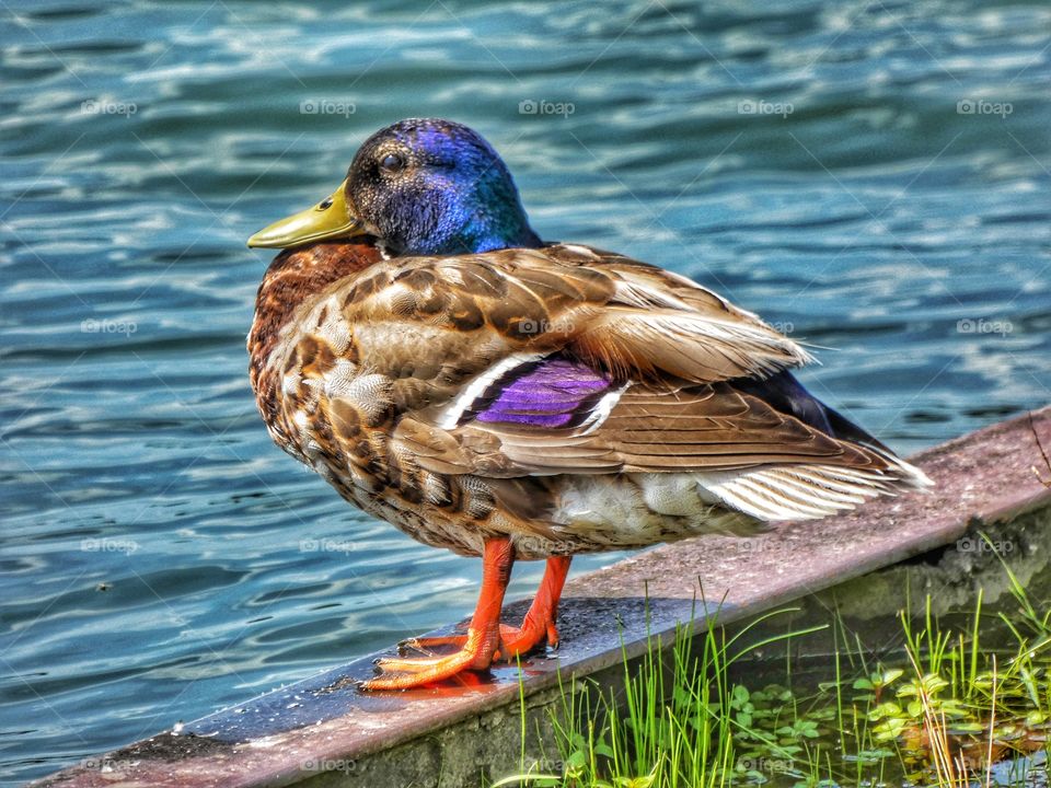 male mallard