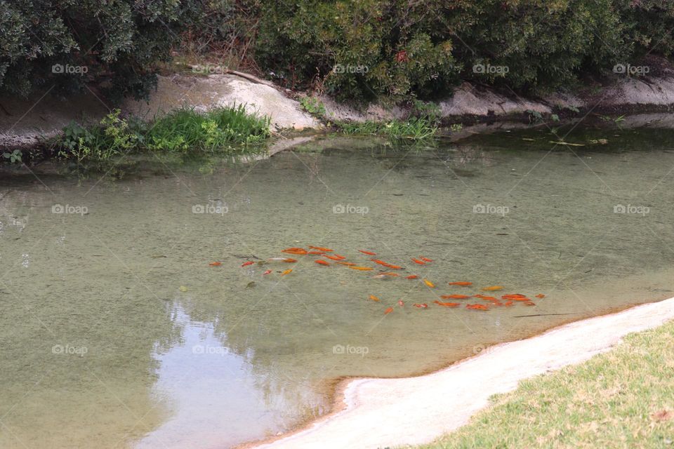 Goldfish in the river Tara in the city of Valencia