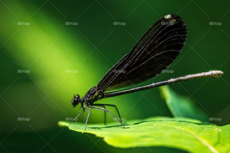 Ebony Damselwing