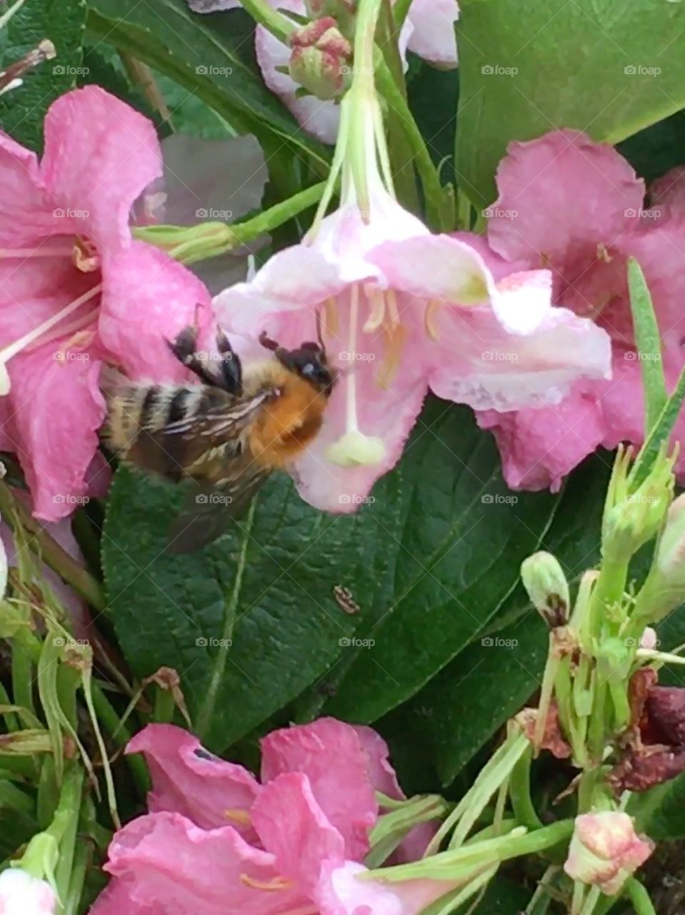 Common carder bee crawling between Weigela flowers on the bush in the garden in summer 