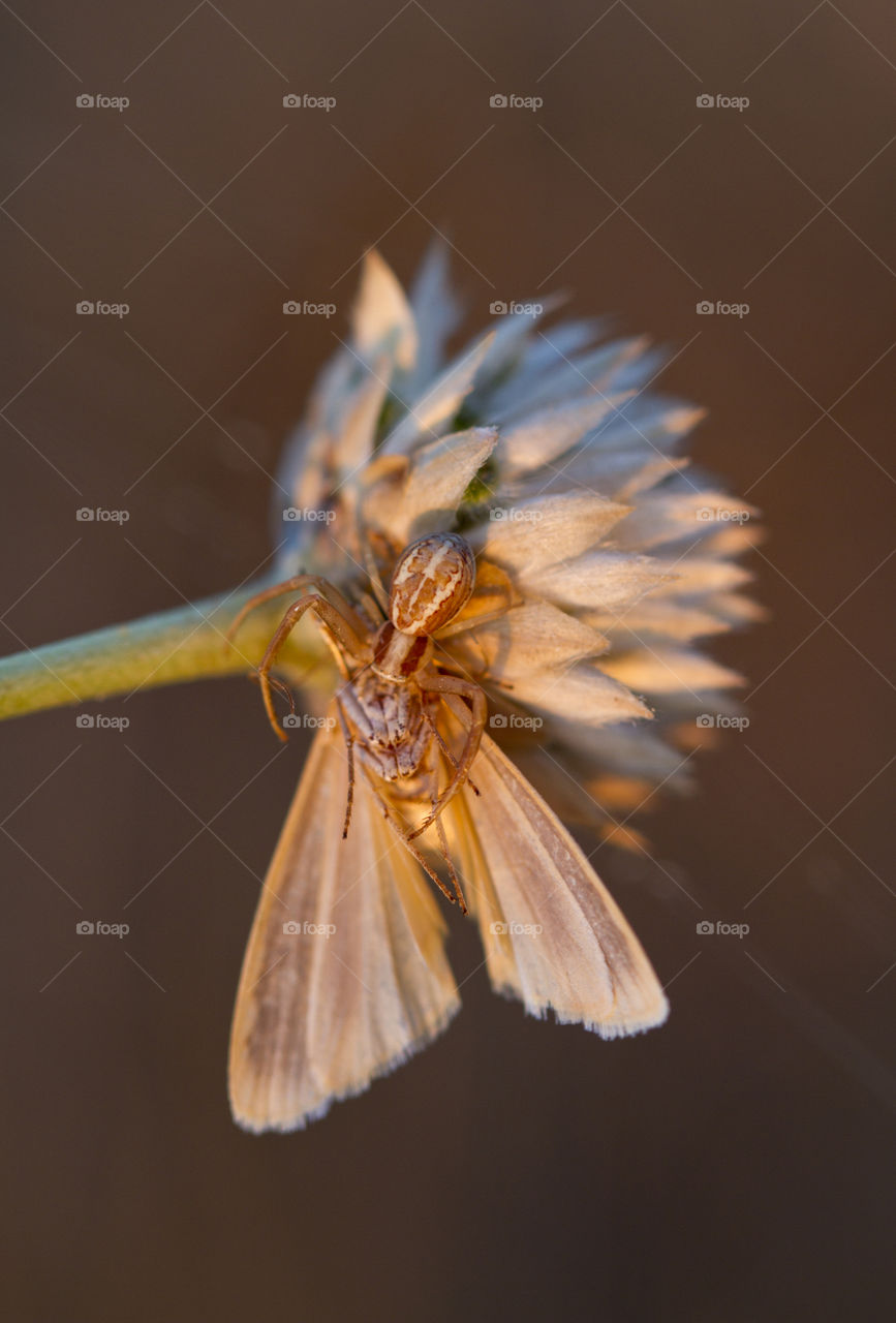 A Spider eats a butterfly 