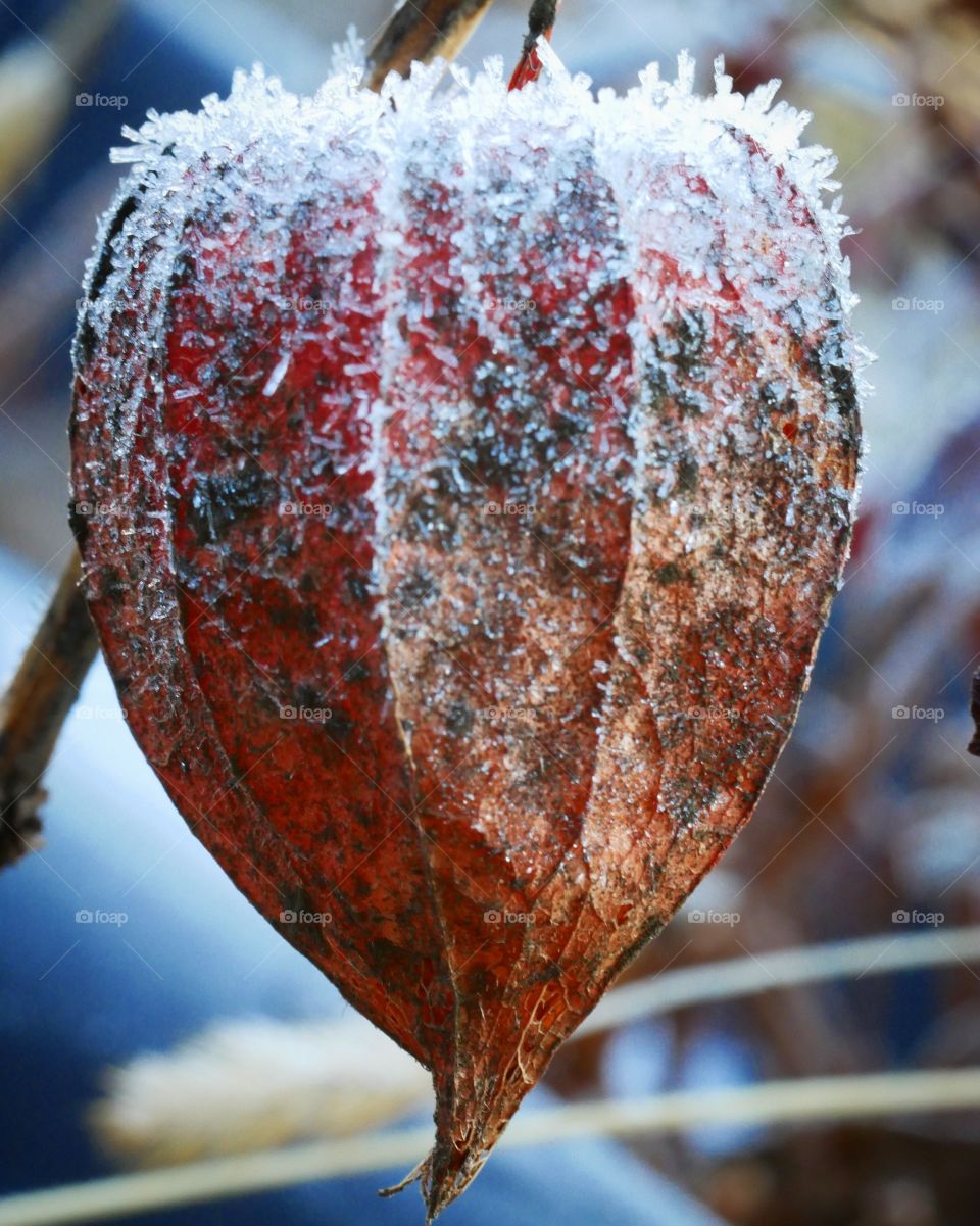 Lampionblume bei Frost