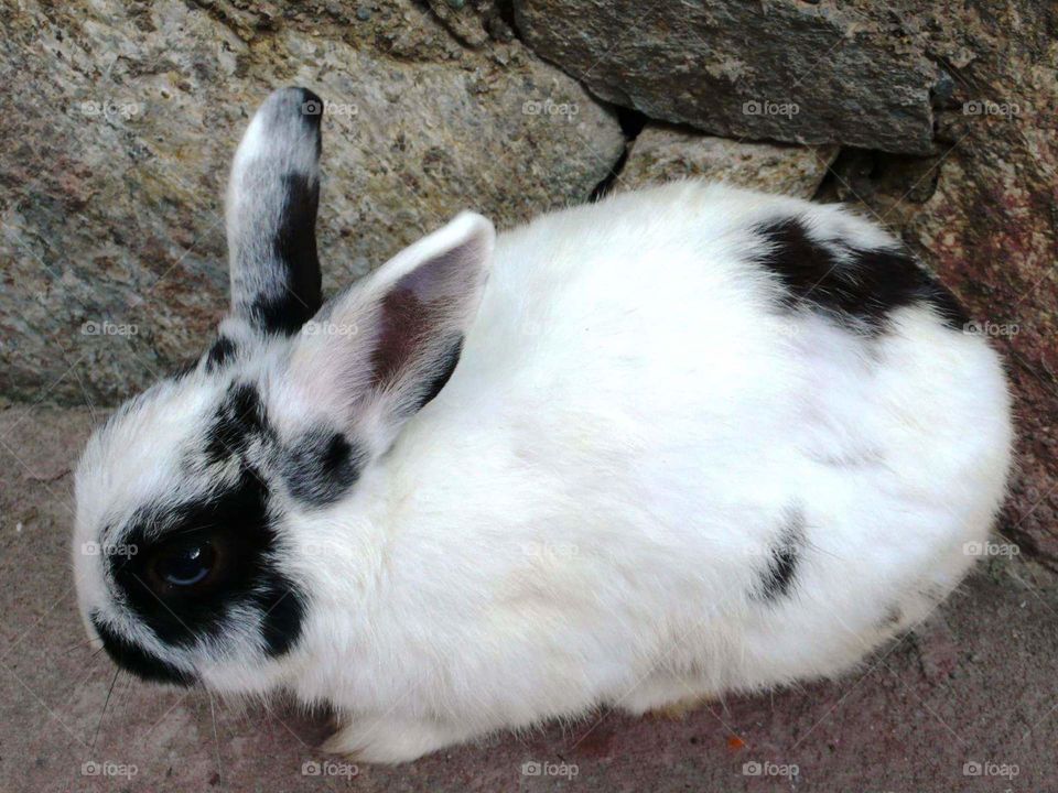 rabbit lapin أرنب