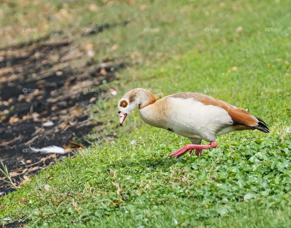 Egyptian Goose walking toward the water