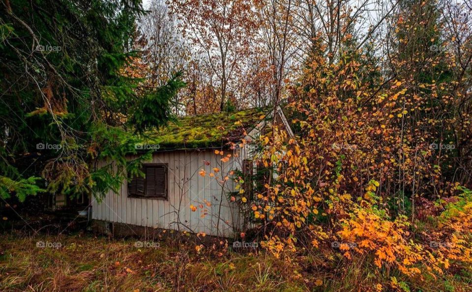 The cabin has a mossy roof and is surrounded by trees. Some of the trees are still green, but others are changing color, creating a beautiful fall scene.