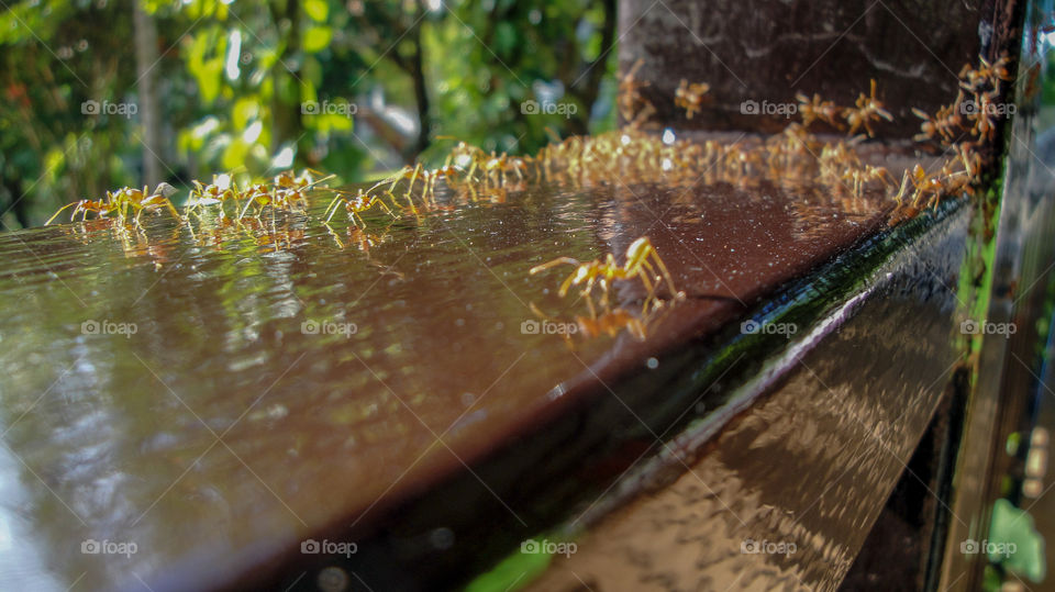 Ants busy at work in Thailand