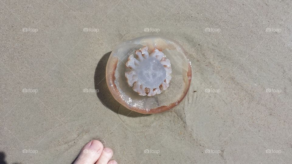 Beach, Sand, Seashore, Sea, Shell