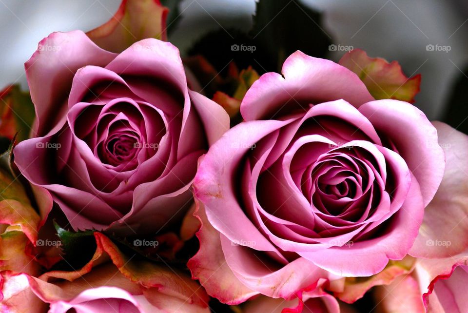 Beautiful roses