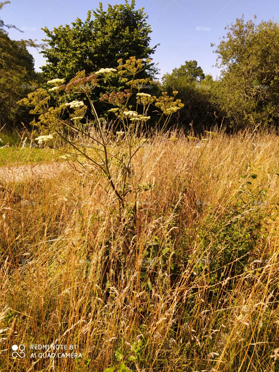 Gras/Nature