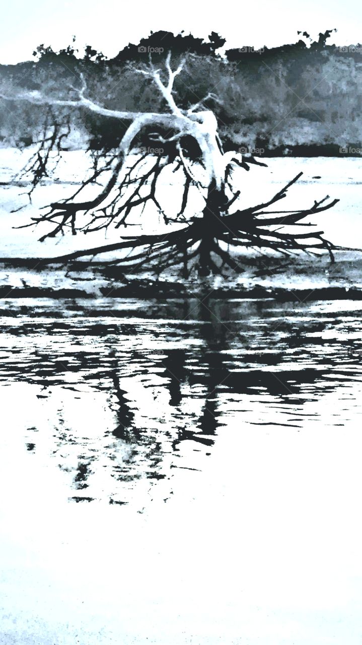 old dead tree reflecting in the salt marsh