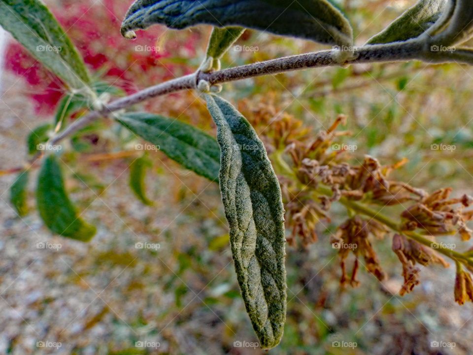 A green leaf growing on a plant