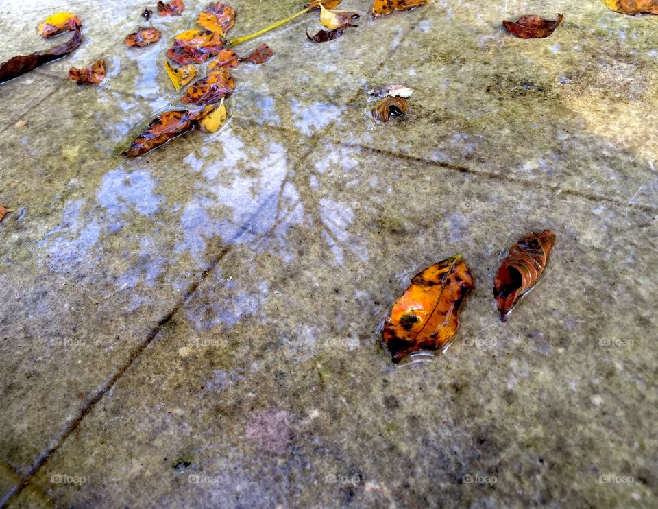 Reflection of a tree in a puddle of water during autumn