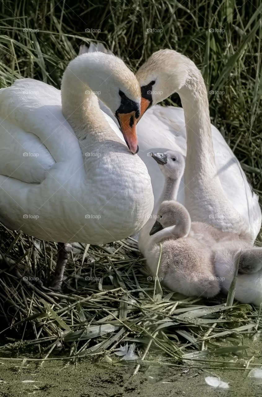 Adult swan couple with cygnets 