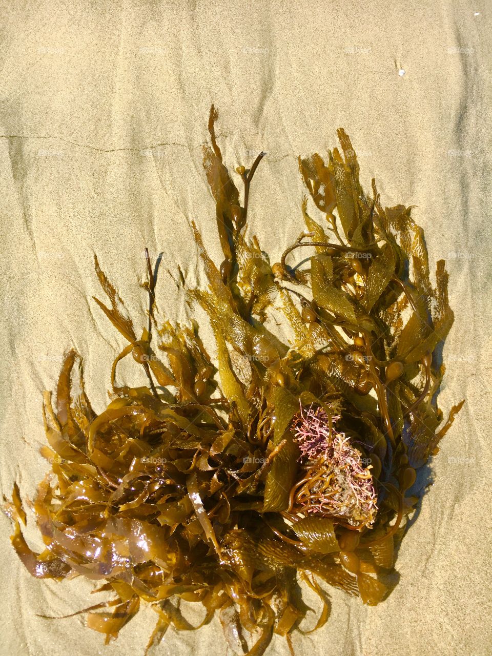 Huntington Beach, CA Kelp from the ocean floor.