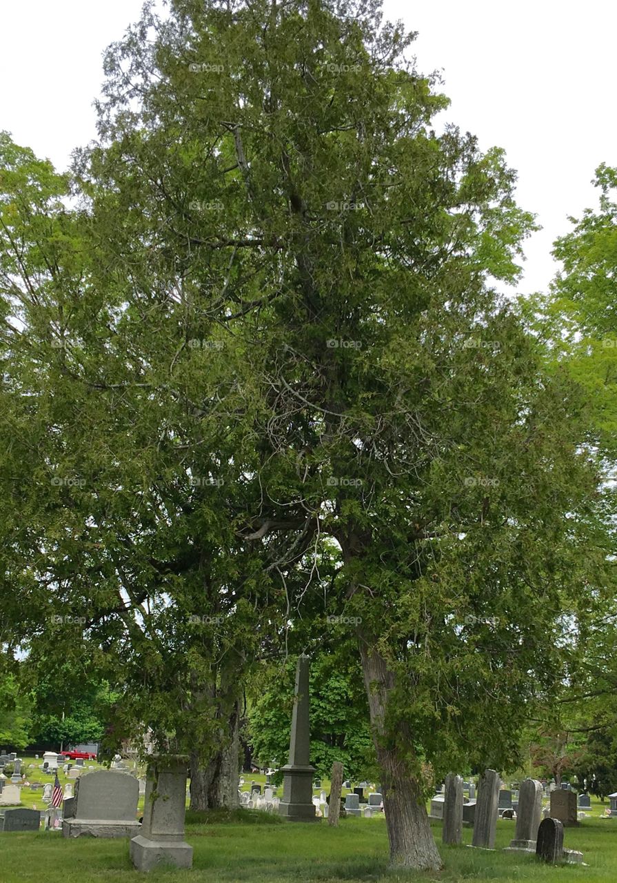 Cemetery Trees & Grave Stones In Suburbs