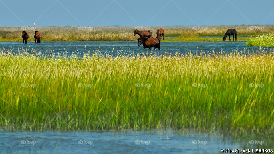Serene wild horses on the colorful grass of Shackleford Banks