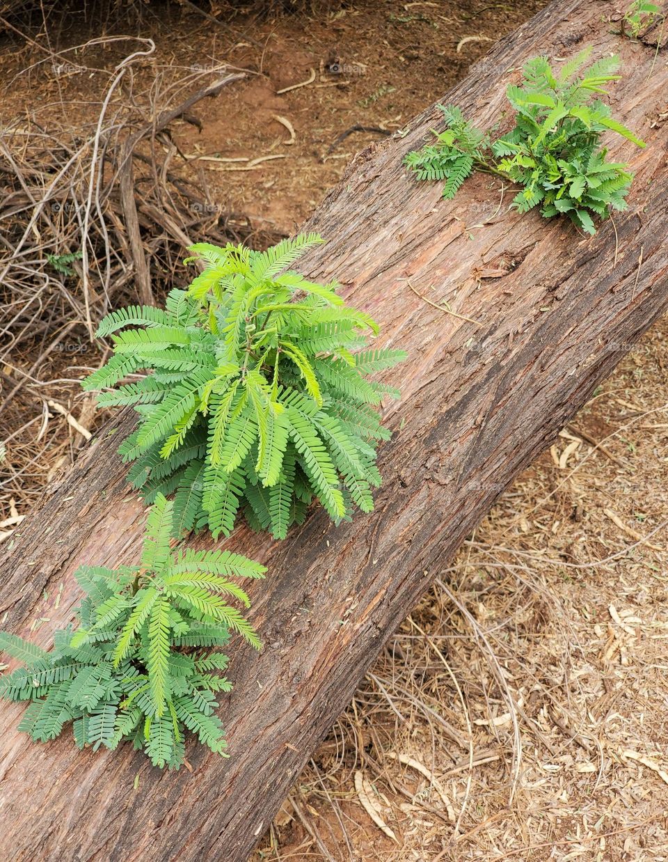 Branches Growing From a Fallen Tree
