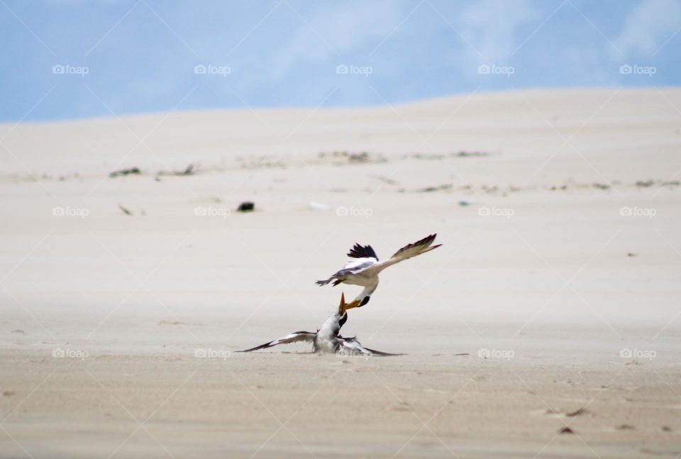 Wild birds fitghting for food. In a moment i surprese me with this view. incredible! 
I loved live that moment!