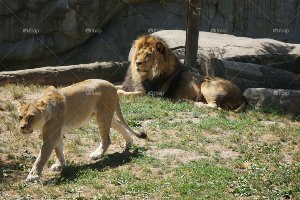 Lions. Two lions 