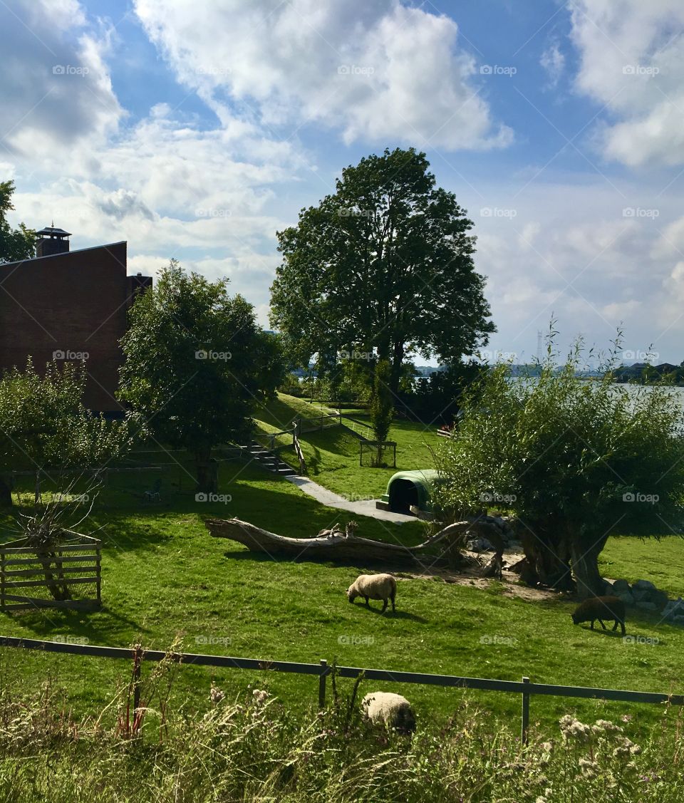 Life in The countryside in The Netherlands