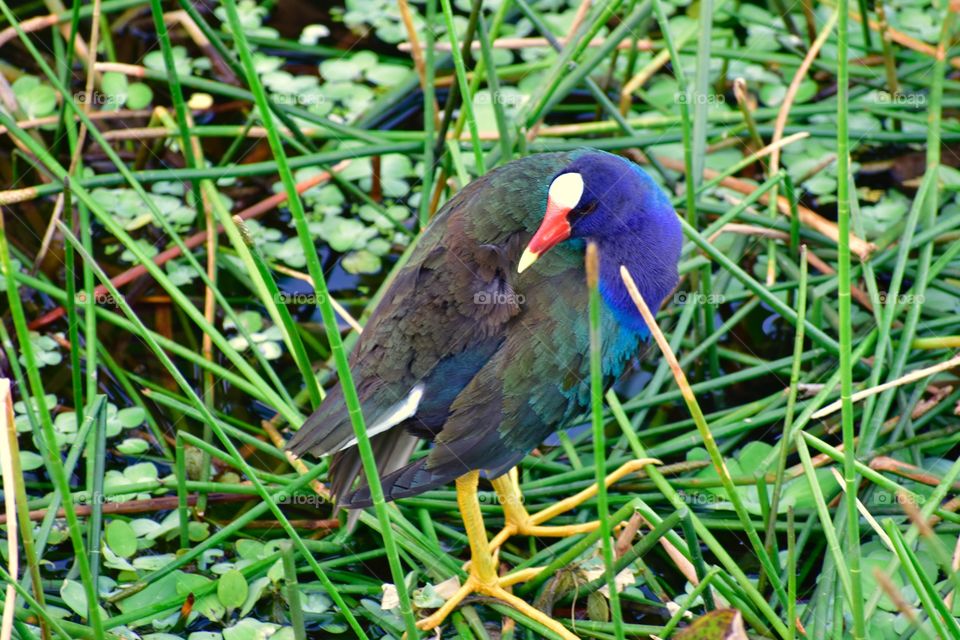 Purple gallinule