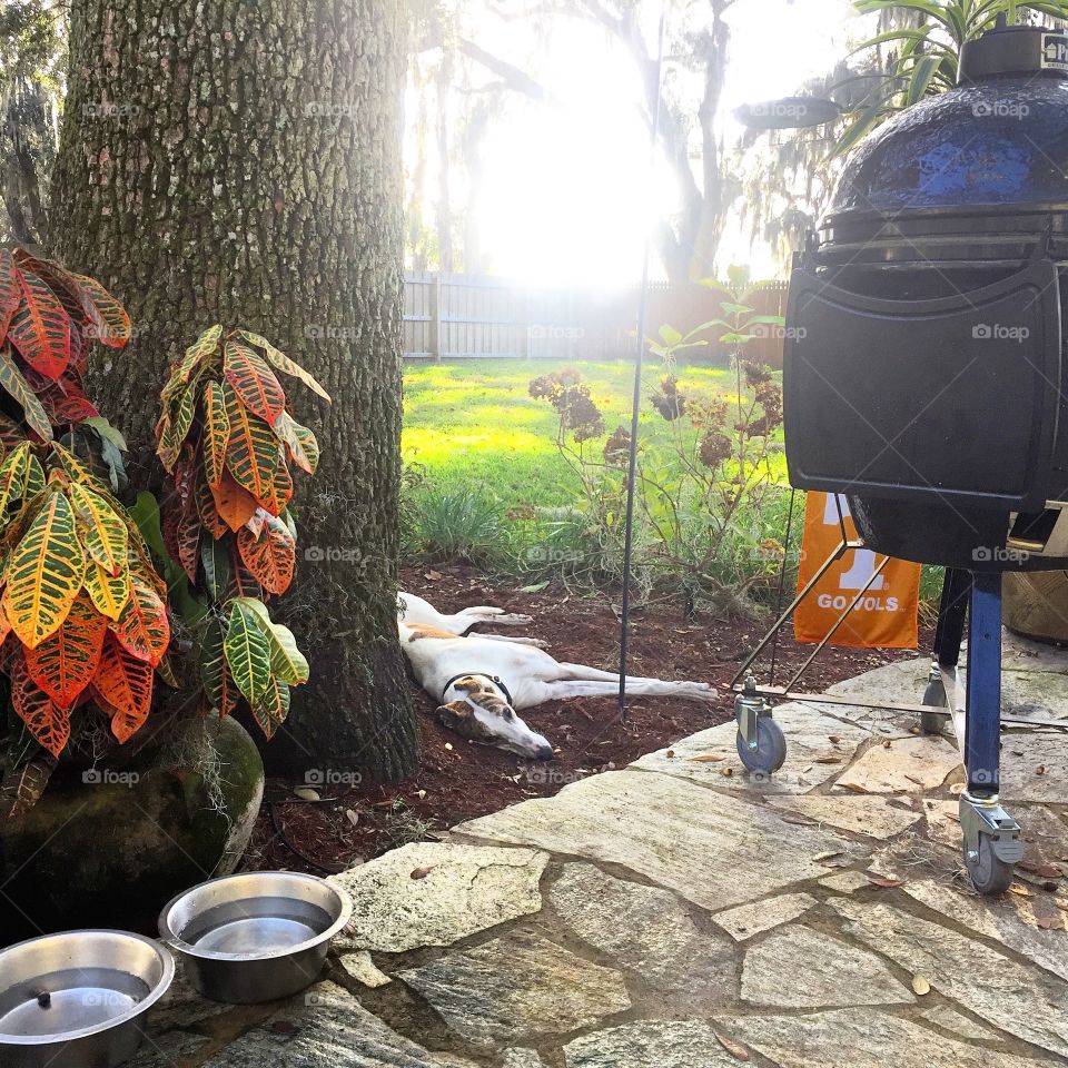 Good morning from greyhound