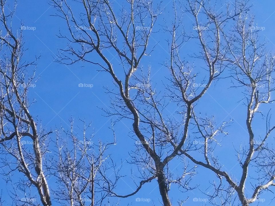 afternoon sun on tree limbs