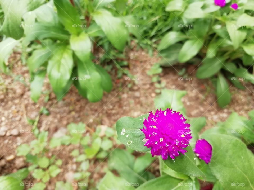 One thing you always  go crazy about #flowers