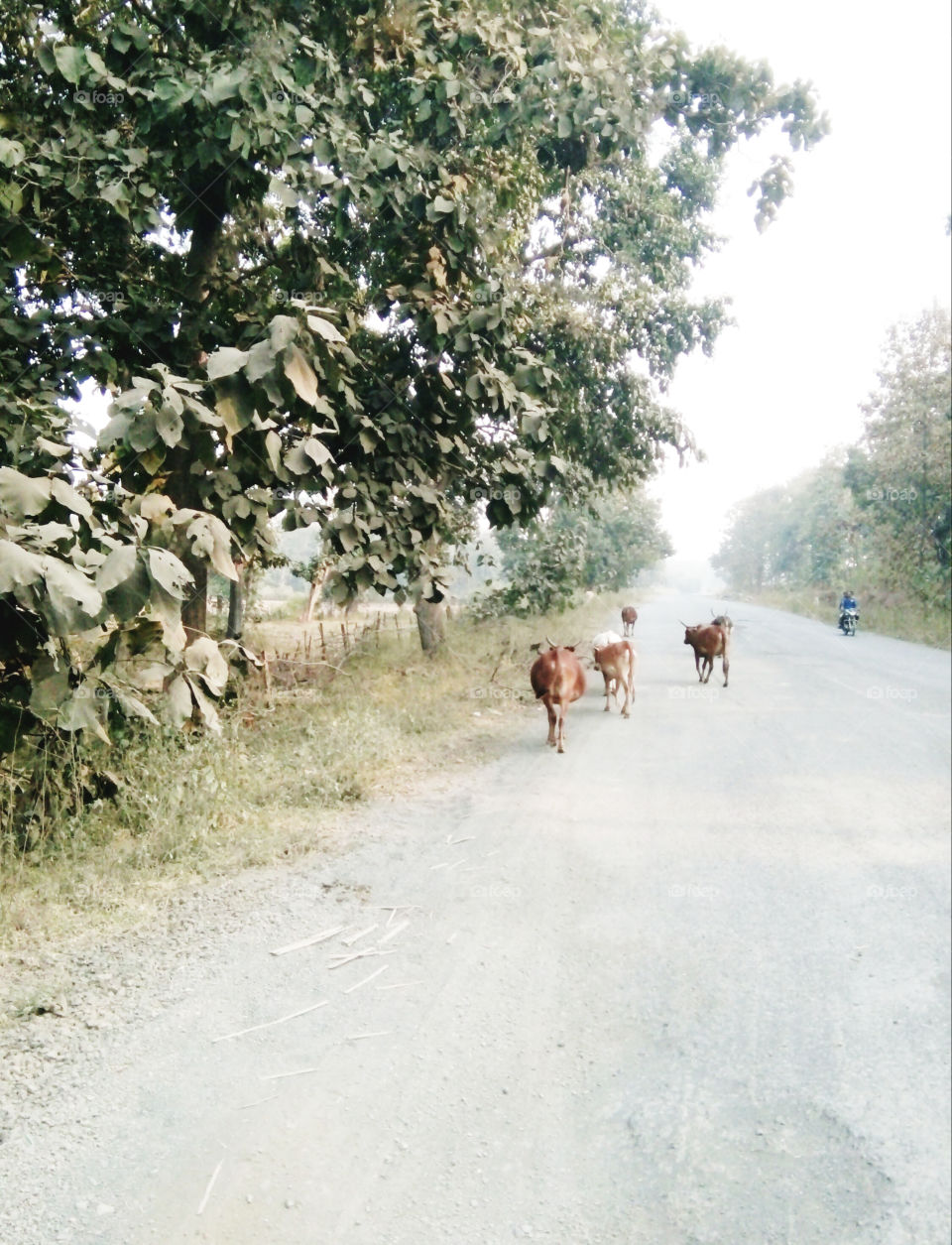 colour photoPhotos of the forest,photos of the road in the jungle,photos of cow goats,true good photos of the jungle,road animals and natural photos of the jungle,a simple best photo of the life in the jungle,a memorable picture of the jungle