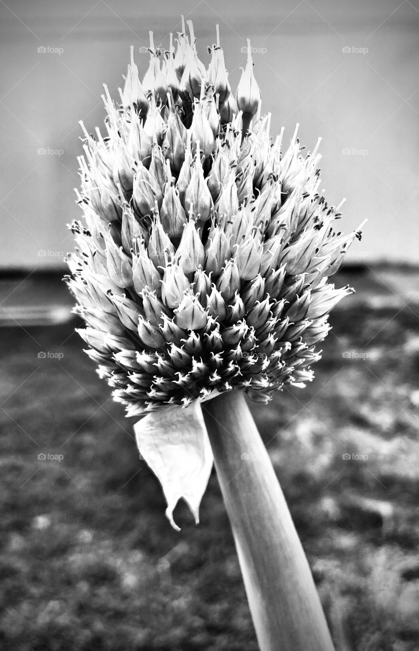 🇺🇸 In black and white, the parsley flower became a stunning photograph! / 🇧🇷 Em preto e branco, a flor da salsinha se tornou uma impressionante fotografia! 