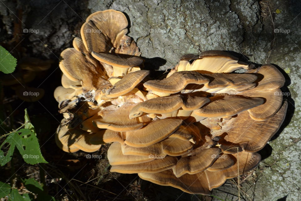 Mushrooms.. Just found in the bush.
