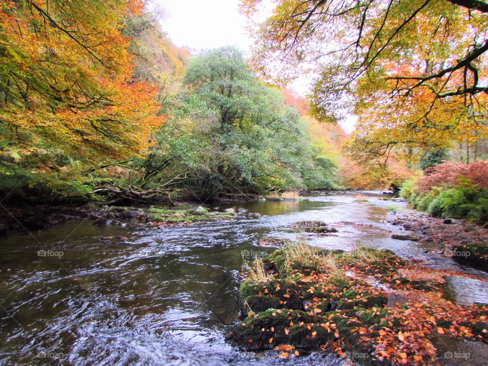 View of autumn trees and river