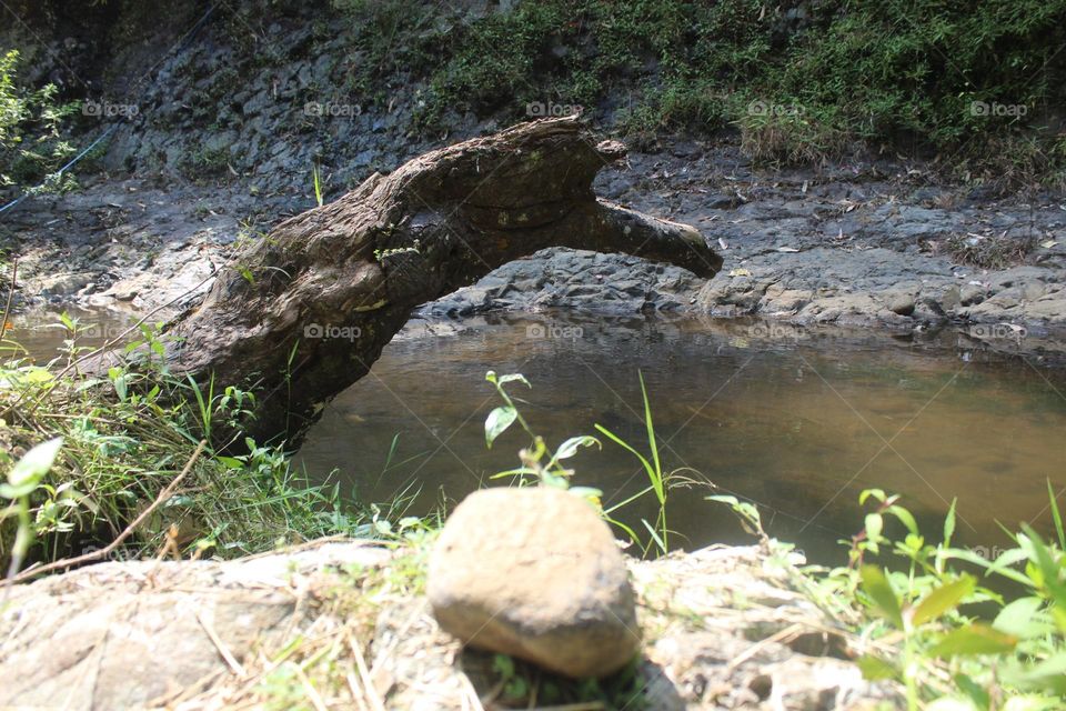 fallen tree on the river bank