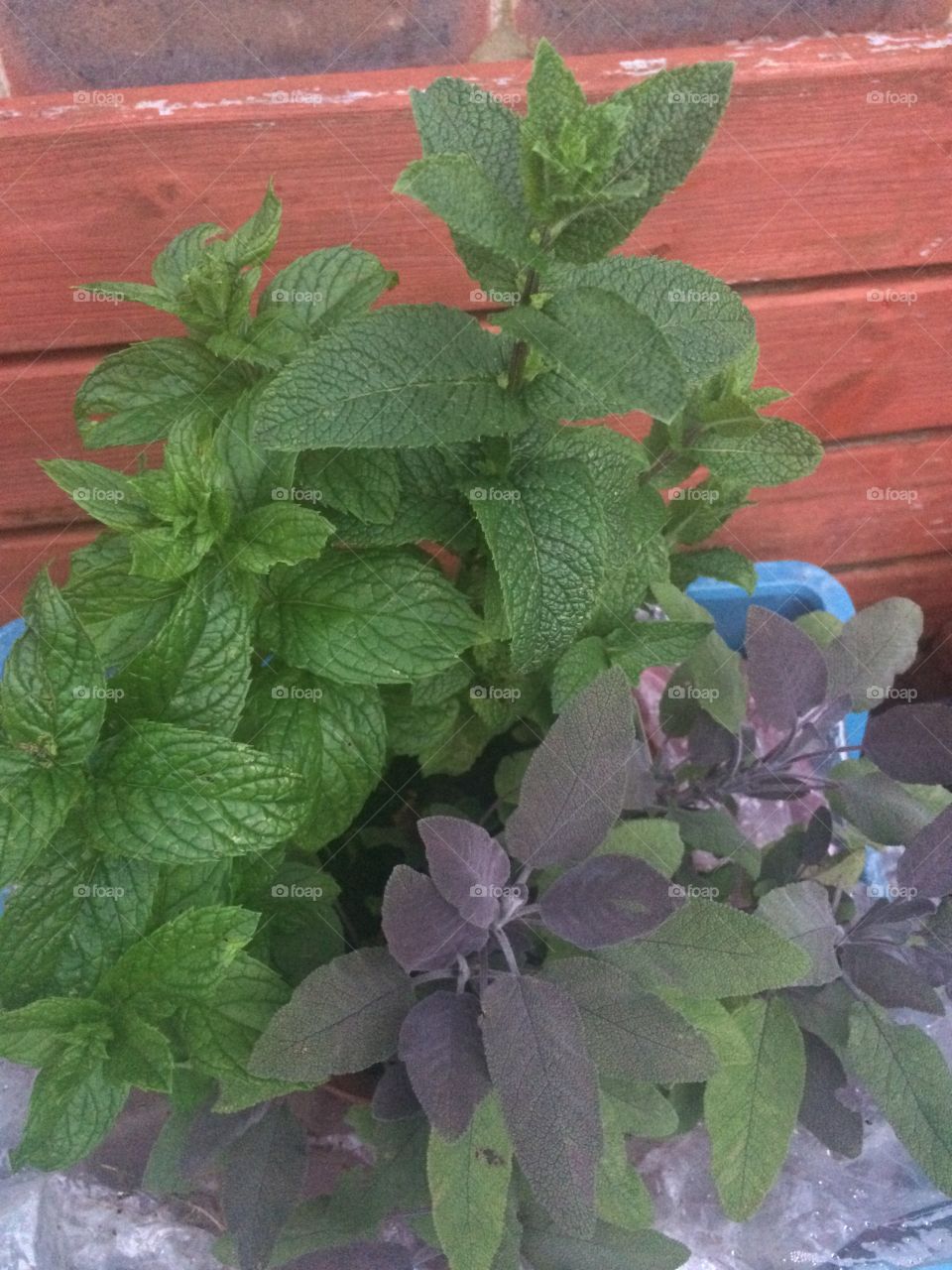 Mint and sage in a pot on a red garden bench