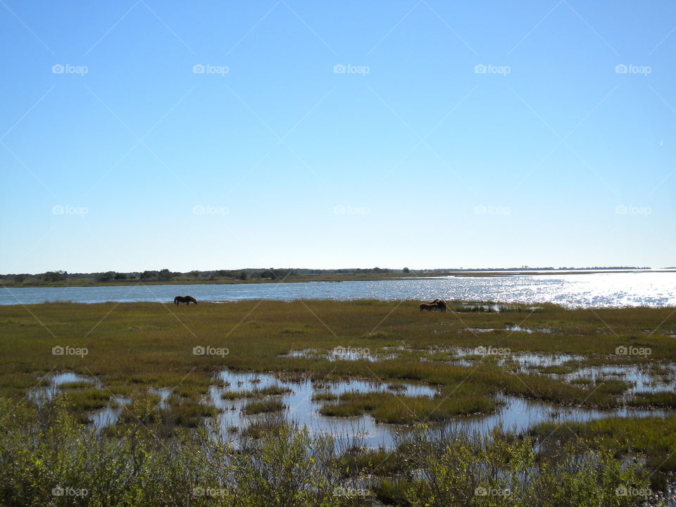 Marsh lands