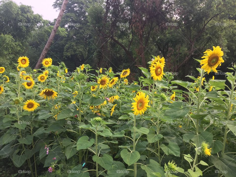 Flower, Sunflower, Nature, Summer, Flora