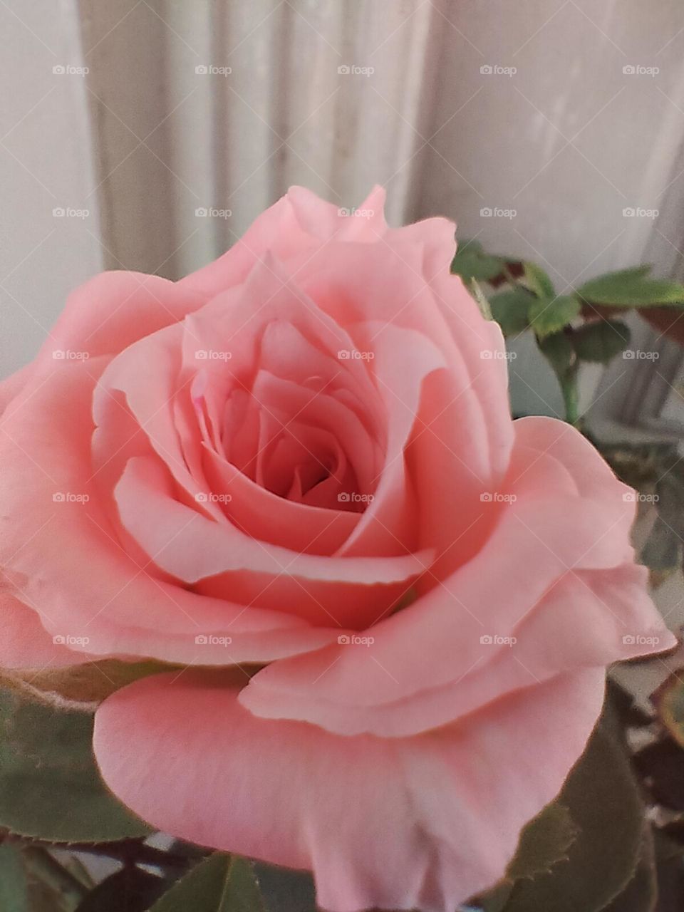 pink rose