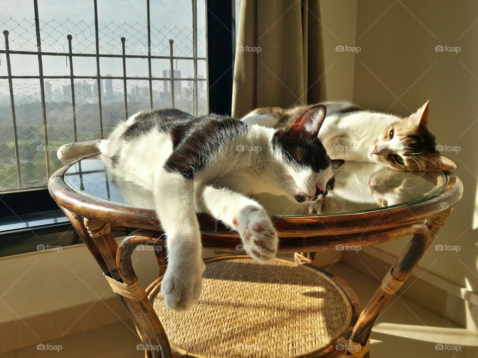 cats in the sun