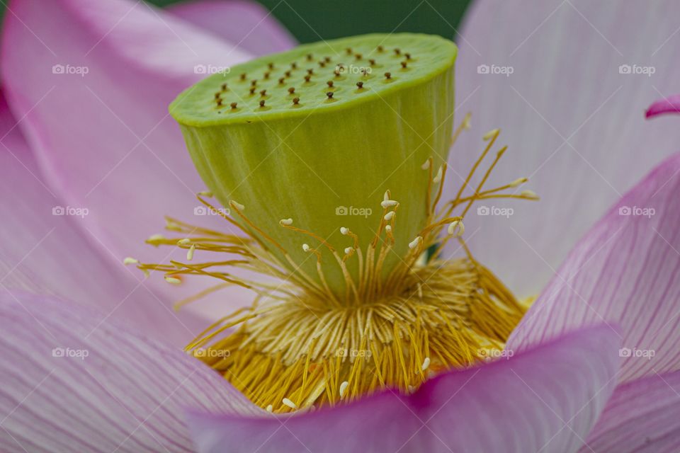 Nelumbo nucifera