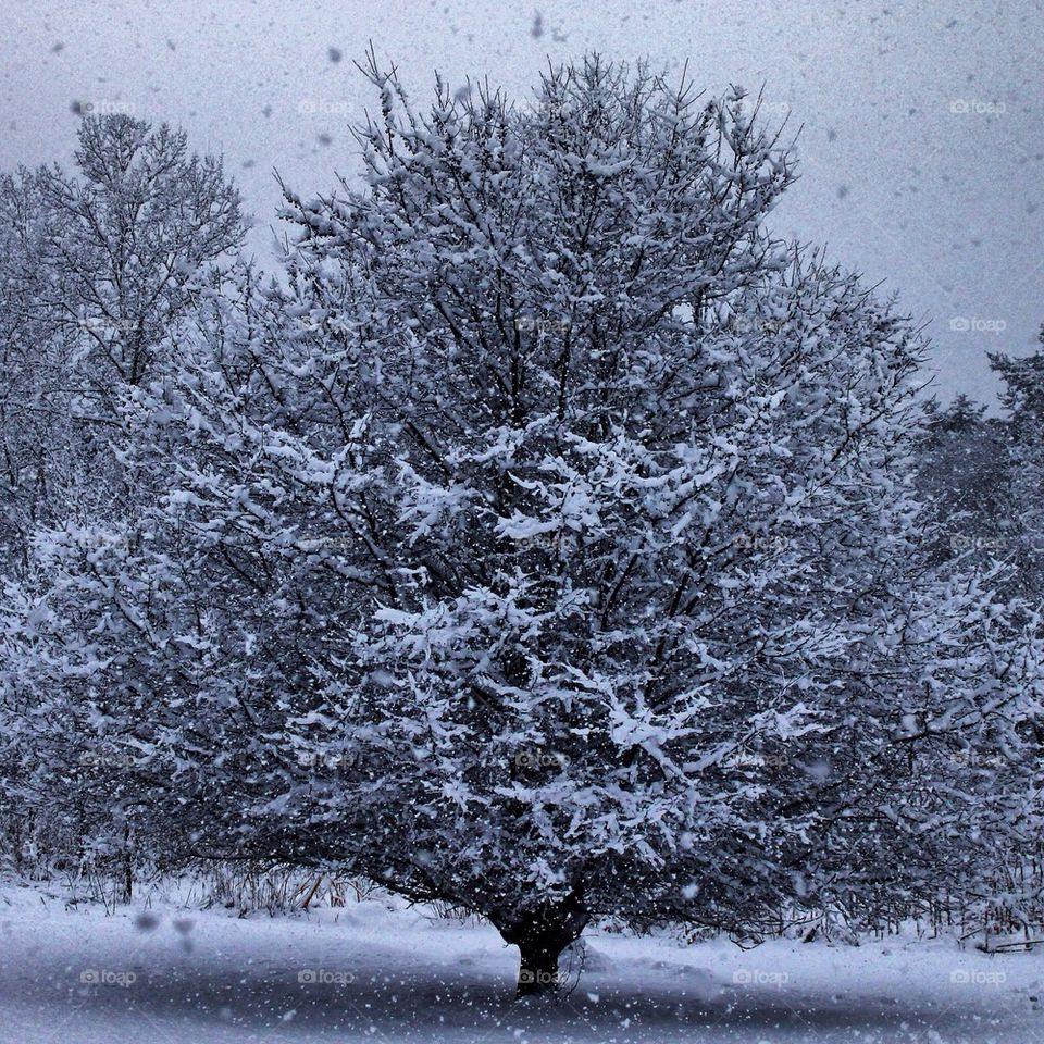 Tree of Life - Winter