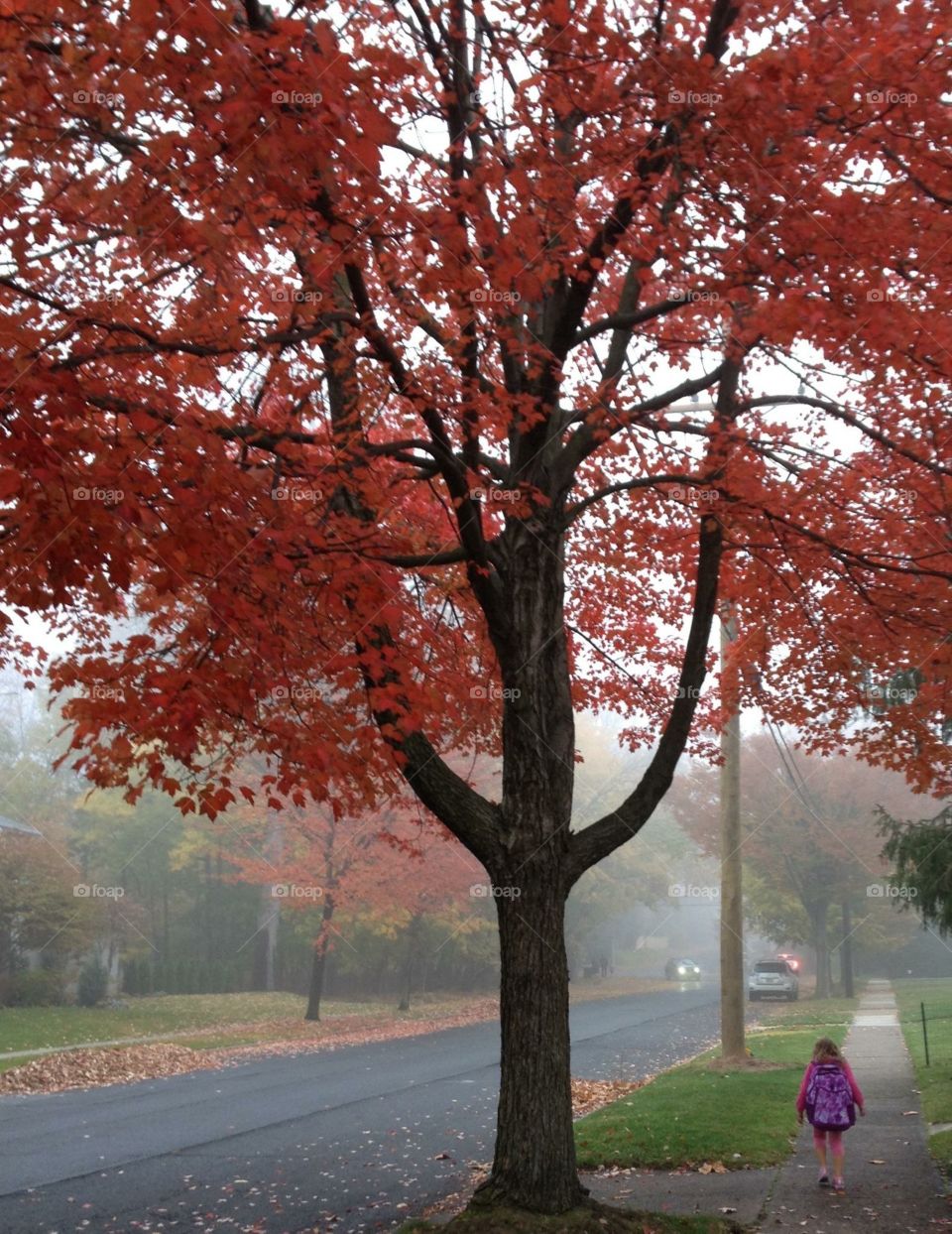 A tree in front of my house with a young girl walking by.